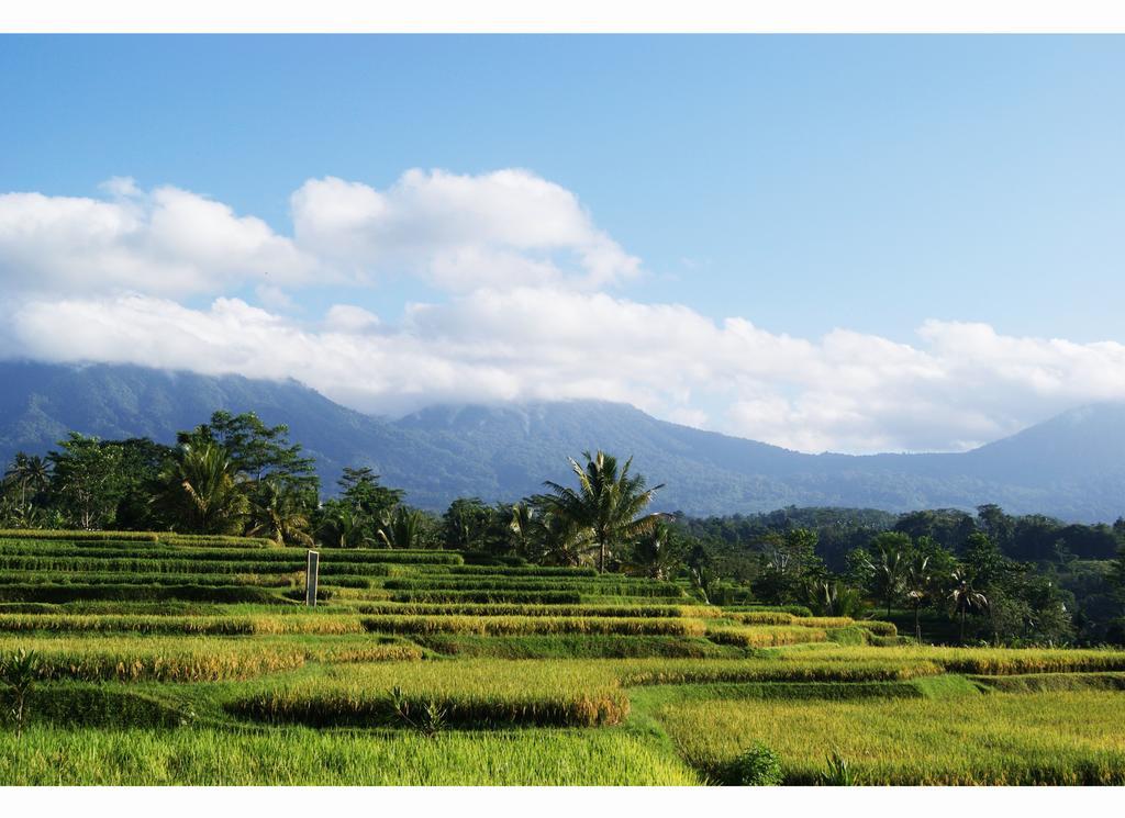 Ti Amo Bali Hotell Desa Desa Jatiluwih Rum bild